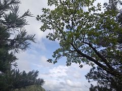 -王顺山国家森林公园
