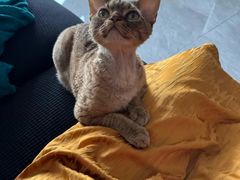-山宅一喵德文卷毛猫舍