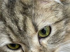 -COLOR PETS 撸猫馆·购猫·猫咖(长风大悦城店)