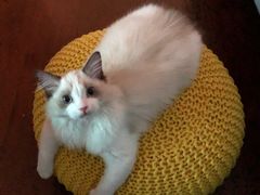 -糯米喵星人总部直营旗舰店·猫舍·幼猫出售