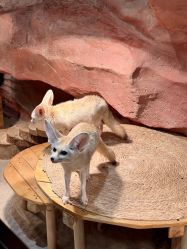 -Zoolung Zoolung动物主题公园(海信广场店)