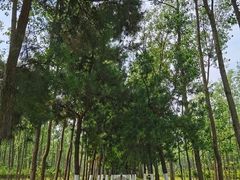 -合肥滨湖国家森林公园