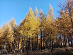 -塞罕坝国家级自然保护区