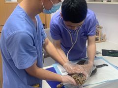 -博特宠物医院24h犬猫全科.骨科·异宠