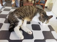 -猫小院猫主题餐厅(南锣旗舰店)