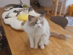 -有喵·猫咖·狗咖·30几只猫10只小狗(岗厦店)