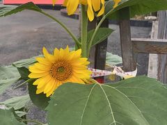 -小邓石棉铁板烧(流星花园店)