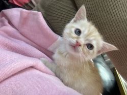 -兔猫ToMoreNails美甲美睫