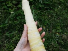-龙窝子