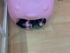 -猫色咖啡·猫咖