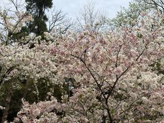 -武汉大学-樱园