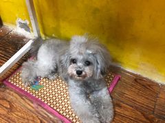 -志龙皇冠吃货椰子铺