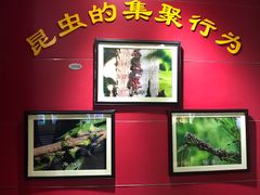 -上海昆虫博物馆