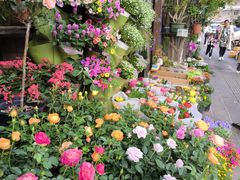 -溪岸路花鸟市场