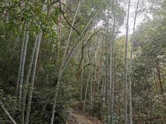 -江西阳明山国家森林公园