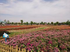 -荷兰花海
