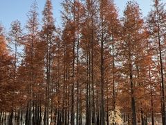 -白鹭湾湿地公园