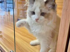-猫十亿·布偶金渐层·曼基康矮脚猫舍(青年路店)