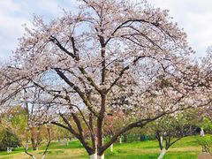 -朴墅·传承杭帮菜(青芝坞店)