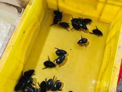 -美未居·老字号·地道顺德菜·桑拿鸡·鱼生(容桂店)