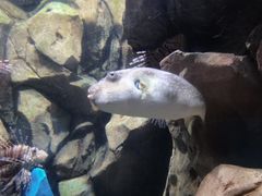 -锦艺城海洋馆