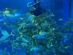 -太平洋海底世界