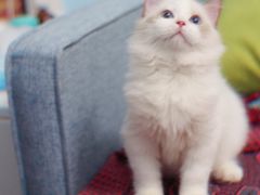 -Bastet sally猫舍购宠(静安店)