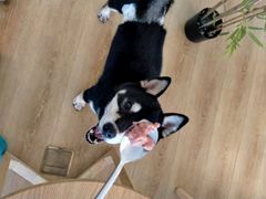 -柴犬小屋·柴餐厅·狗咖食堂(金鼎广场店)