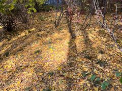 -粥六•新晋菜(柳巷店)