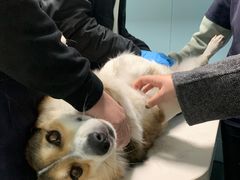 -关爱动物医院·心脏·中兽医·异宠(金牛路分院)