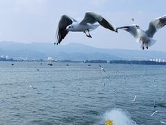 -海埂大坝