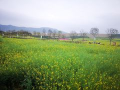 -光明小镇欢乐田园