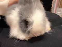 -猫猫幼稚园·撸猫·桌游·电玩
