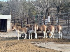 -青藏高原野生动物园