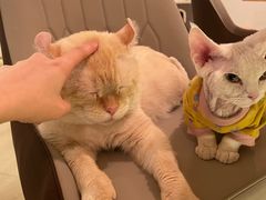 -猫腻·猫咖·撸猫馆(星光大道店)