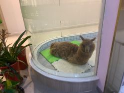 -Moni星球萌宠·小马宝莉·灵蛇·高端高阶全萌宠互动体验俱乐部(红豆国际广场店)