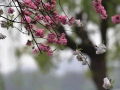 -西湖游船