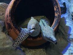 -新加坡海洋生态馆