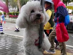 -四川省成都市彭州市白鹿镇