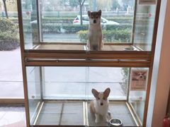 -悠尼宠物·独立低压伊珊娜洗护·美容·寄养(兰谷路店)