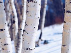 -长白山华美胜地滑雪场