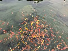 -荷兰花海