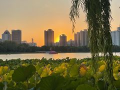 -莲花池公园