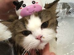 -momokira米努特·德文卷毛猫·棉花面纱犬