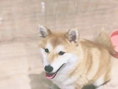 -CHEZ JASMINE 茉莉的氧气厨房