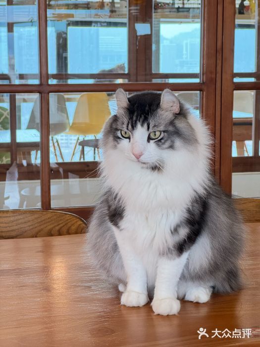 猫小主咖啡·猫咖cat cafe(福田店)图片
