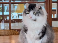 -猫小主咖啡·猫咖cat cafe(福田店)