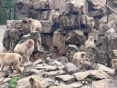 -合肥野生动物园