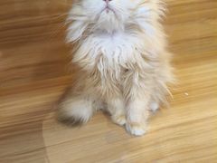 -猫十亿·布偶金渐层·曼基康矮脚猫舍(青年路店)
