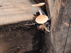 -今邕烧烤(西大店)